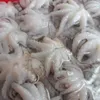 Vietnam’s squid and octopus exports return to growth