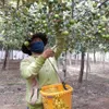 Ninh Thuận expanding jujube cultivation, setting up value chain for fruit