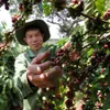 118,202ha of old coffee trees replaced in Central Highlands