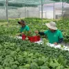 Trà Vinh focuses on developing quality seeds, seedlings