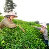 Việt Nam’s export of tea to Taiwan up