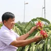 Long An Province seeks to expand use of advanced techniques to grow dragon fruit