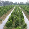 Ineffective rice fields successfully transformed into fruit gardens