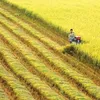 VN gets help with rice cultivation