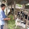 Goat breeding brings high incomes to farmers in Bến Tre