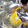 Việt Nam to fall short of fisheries export target