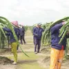 Off-season dragon fruit fetches high price for Tiền Giang farmers