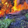 Forest fire in Vĩnh Phúc extinguished