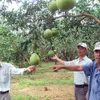 Creating brand names for Southeastern farm produce