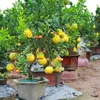 Five-fruit trees, plants shaped like rats popular for Tết