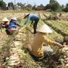 Mekong Delta radish town has bumper harvest