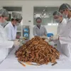 Turmeric offers remedy that profits farmers