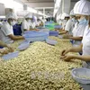 Industry calls for national technical regulation for raw cashew