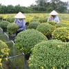 Mekong Delta farmers expect good harvest of Tết flowers