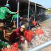 Tra fish exports likely to recover this year