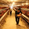 Localities asked to take measures against bird flu