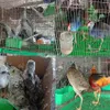 Việt Nam to keep close eye on wildlife import, sale