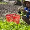 VietGap vegetables yield high incomes for Kiên Giang farmers