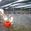 Cần Giờ has enormous potential for high-value aquatic products, swift nests