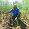 Vietnamese asparagus could enter Australian market this month