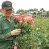 Covid-19 brings losses to flower growers