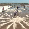 Bumper salt production, high prices in Mekong Delta