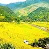 Rice paddies in Tu Le Valley bask in the golden glow of autumn