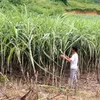 Vietnam remains Laos’s largest sugar importer