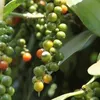 Vietnam sees surges in pepper exports to France in 7 months