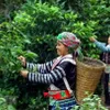 Vietnam wins big tea contract with Malaysian partner