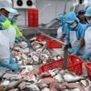 Improving the quality of tra fish production and processing