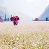 Ha Giang – the land of blooming flowers amid rocks