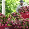 Fruit and vegetable exports hit over US$3.2 billion in 2020