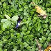 Bustling Trang Cat in dong leaf harvesting season