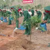 Spring is tree-planting festival