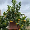Bonsai kumquat in typical houses is favored