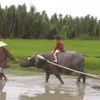 Buffalo tours in Hoi An prove a hit