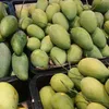 Vietnam is world’s 13th largest mango producer