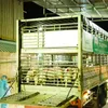 GREENFEED exports the high-quality breeding stocks