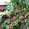 Focusing on increasing coffee’s export value