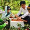 Government allows foreign traders to enter Vietnam to purchase lychees in Bac Giang