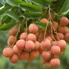 Vietnamese lychees confident of winning over consumer taste in Netherlands