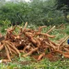 Cassava exports rise sharply in four months