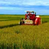 Quang Binh farmers enjoy bumper rice crop