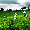 Local tea exports surge in first half