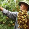 Online trade conference on Vietnamese longan slated for mid-July