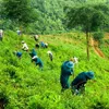 Close to 108,260 ha of new forest planted during year’s first half