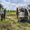 Thap Muoi rice harvesting aligned with pandemic prevention