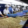 Vietnamese cashew nuts to be introduced in Australia