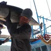 Vietnam’s tuna exports to EU see strong surge thanks to EVFTA